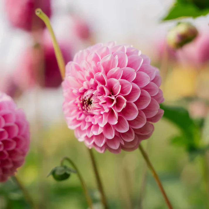 Dahlia ‘Sweet Fabienne’ Ball