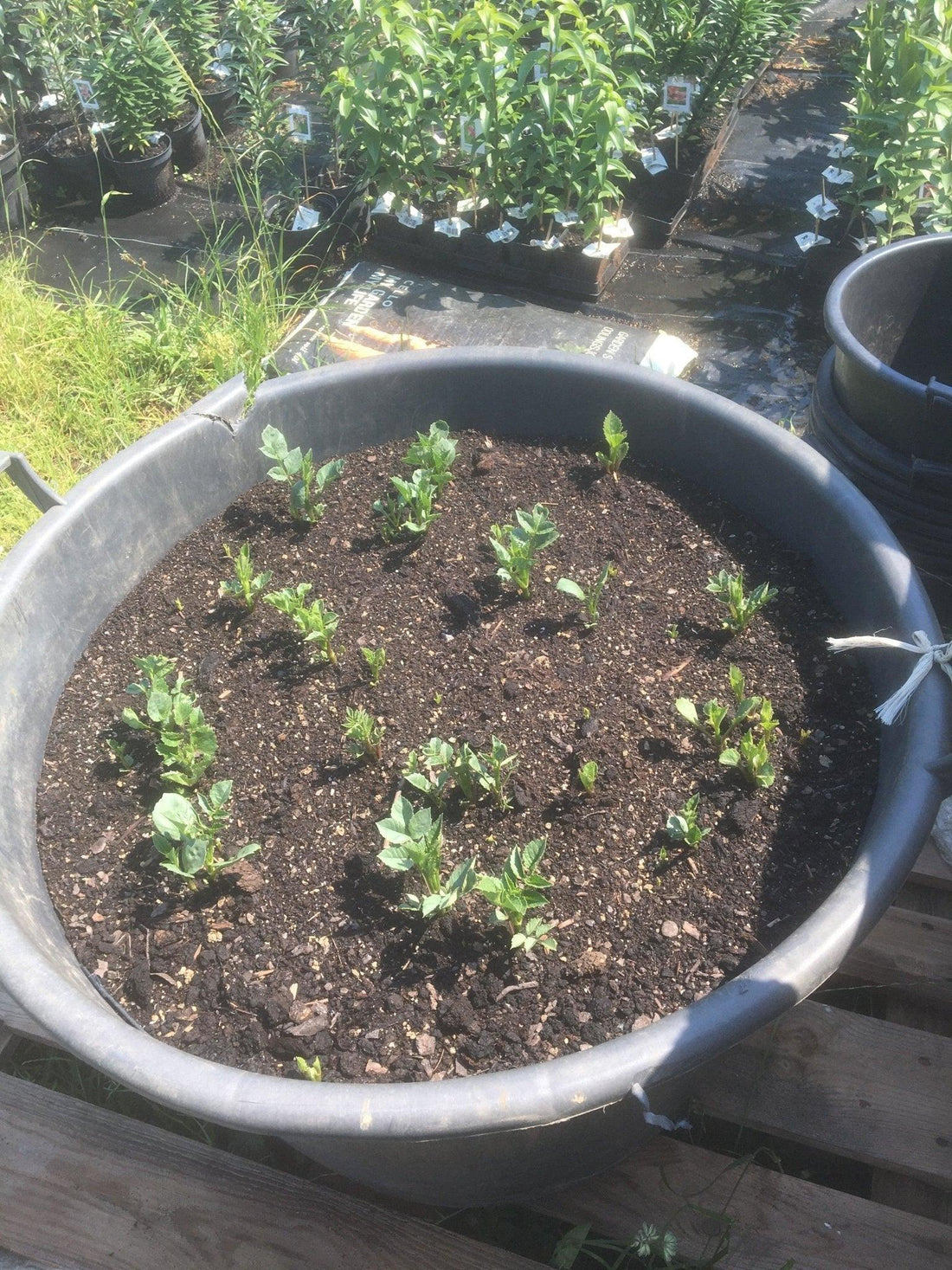 Dahlior - Svedberga Plantskola AB