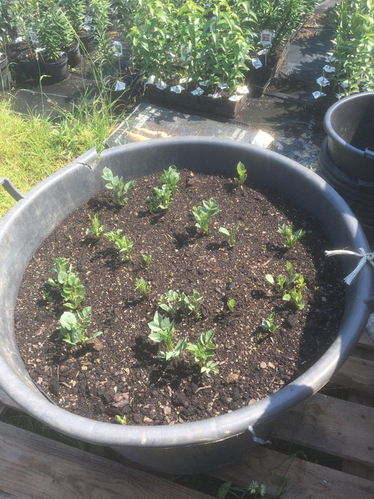 Dahlior - Svedberga Plantskola AB