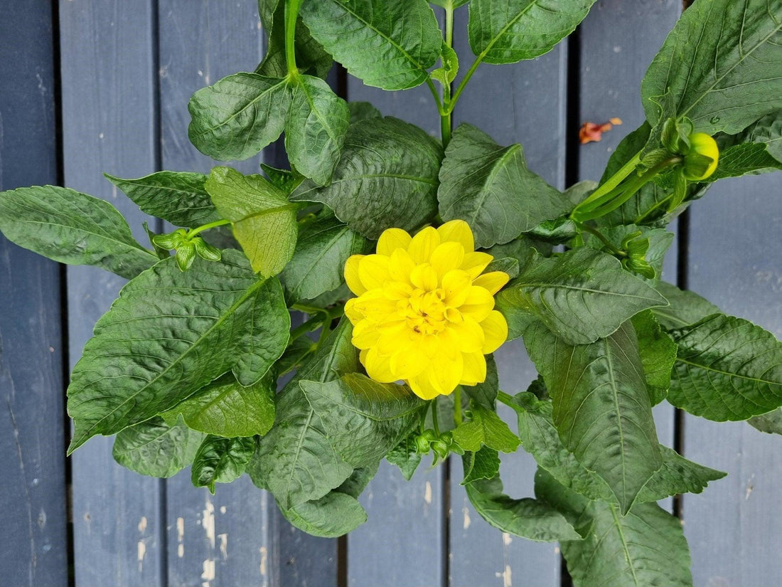 Den första Dahlian - Svedberga Plantskola AB