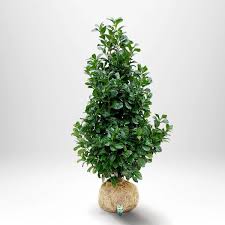 Lagerhägg 'Etna' – En Städsegrön Skönhet