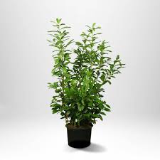 Lagerhägg 'Genolia' - En Elegant Buske