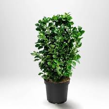 Lagerhägg 'Novita' - Tålig Och Vacker Året Runt!