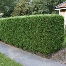 Ge Trädgården Elegans Med Idegran!