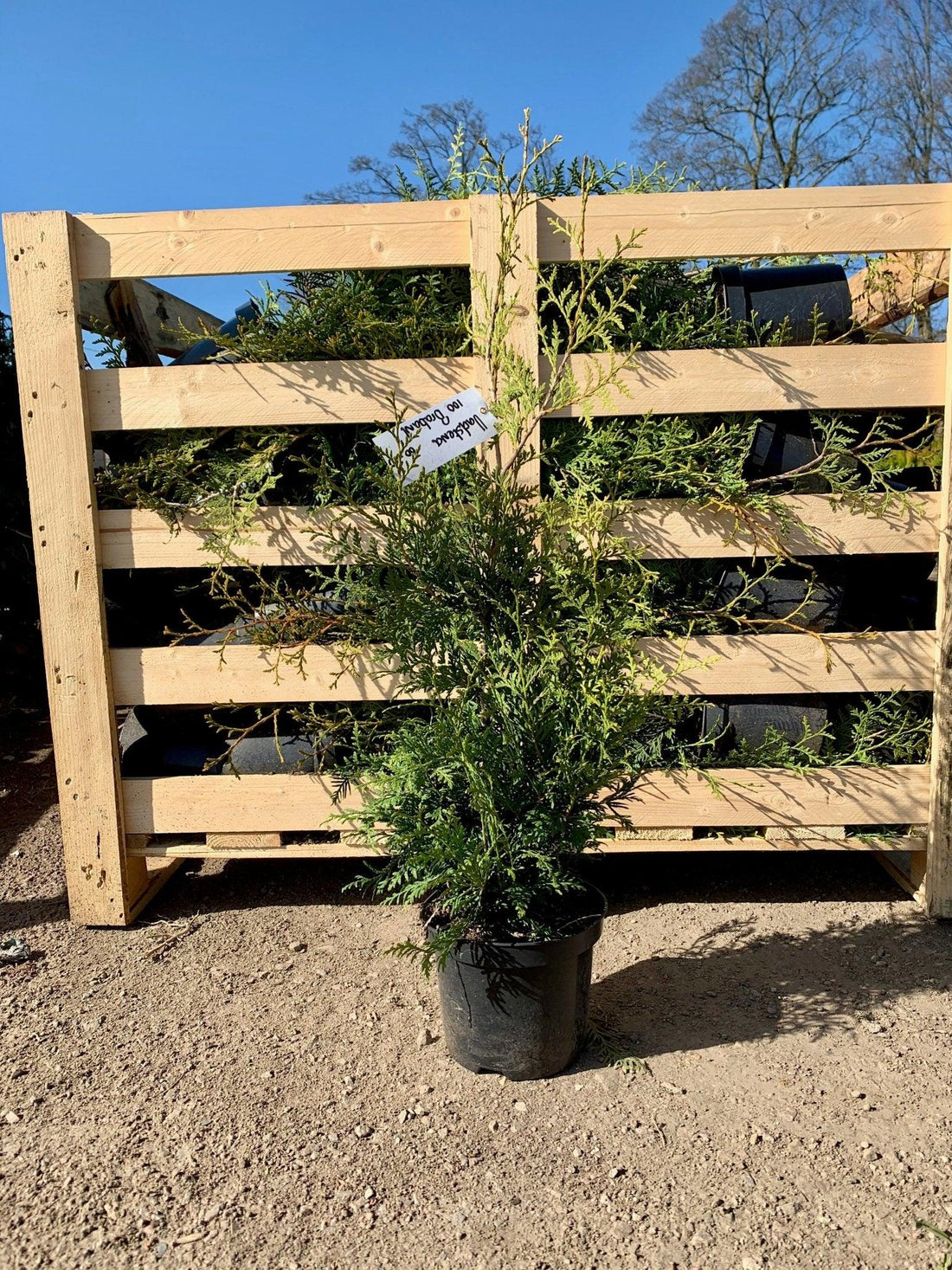 Flygande växter - Svedberga Plantskola AB