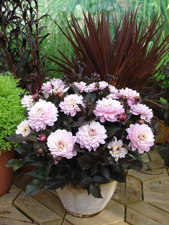 Dahlia ‘Melody Harmony’ – Fakta och ursprung