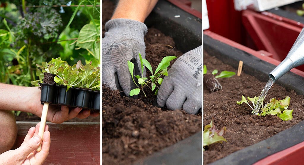 Att så och förodla frön på bästa sätt - Tips och Tricks