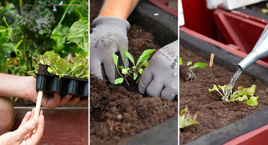 Att så och förodla frön på bästa sätt - Tips och Tricks