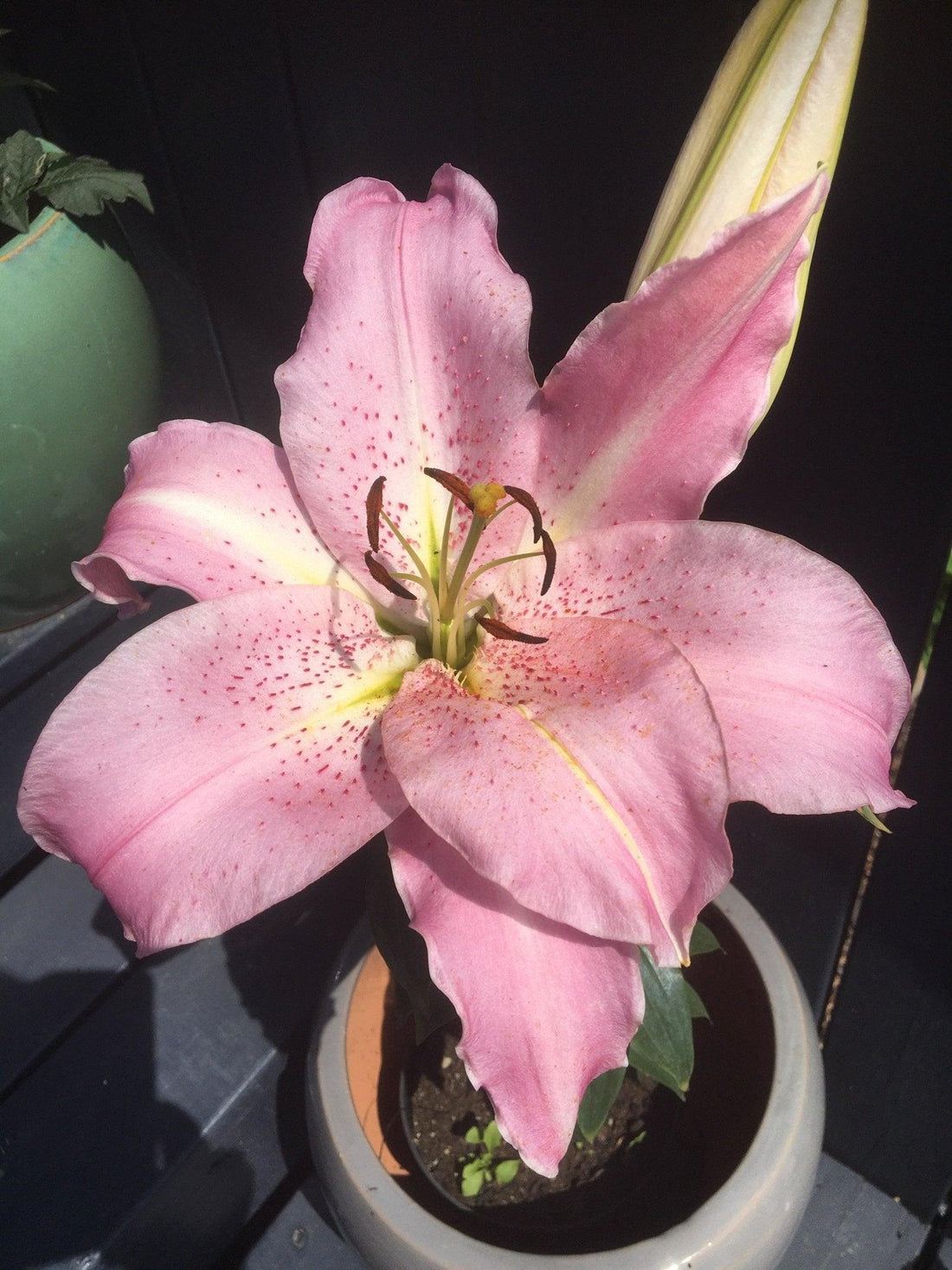 Nästan lite för mycket..... - Svedberga Plantskola AB