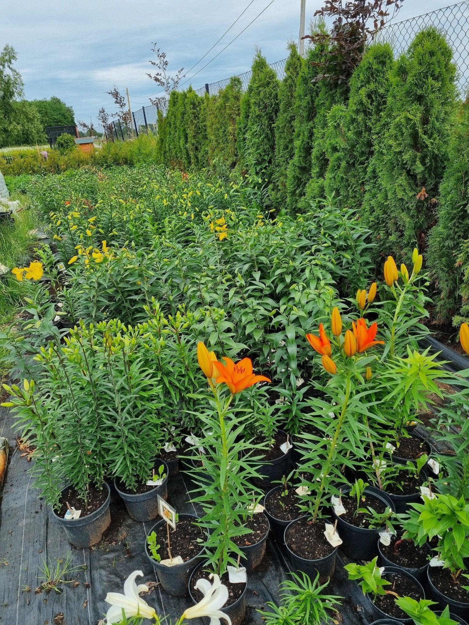 Nu blommar Liljorna - Svedberga Plantskola AB