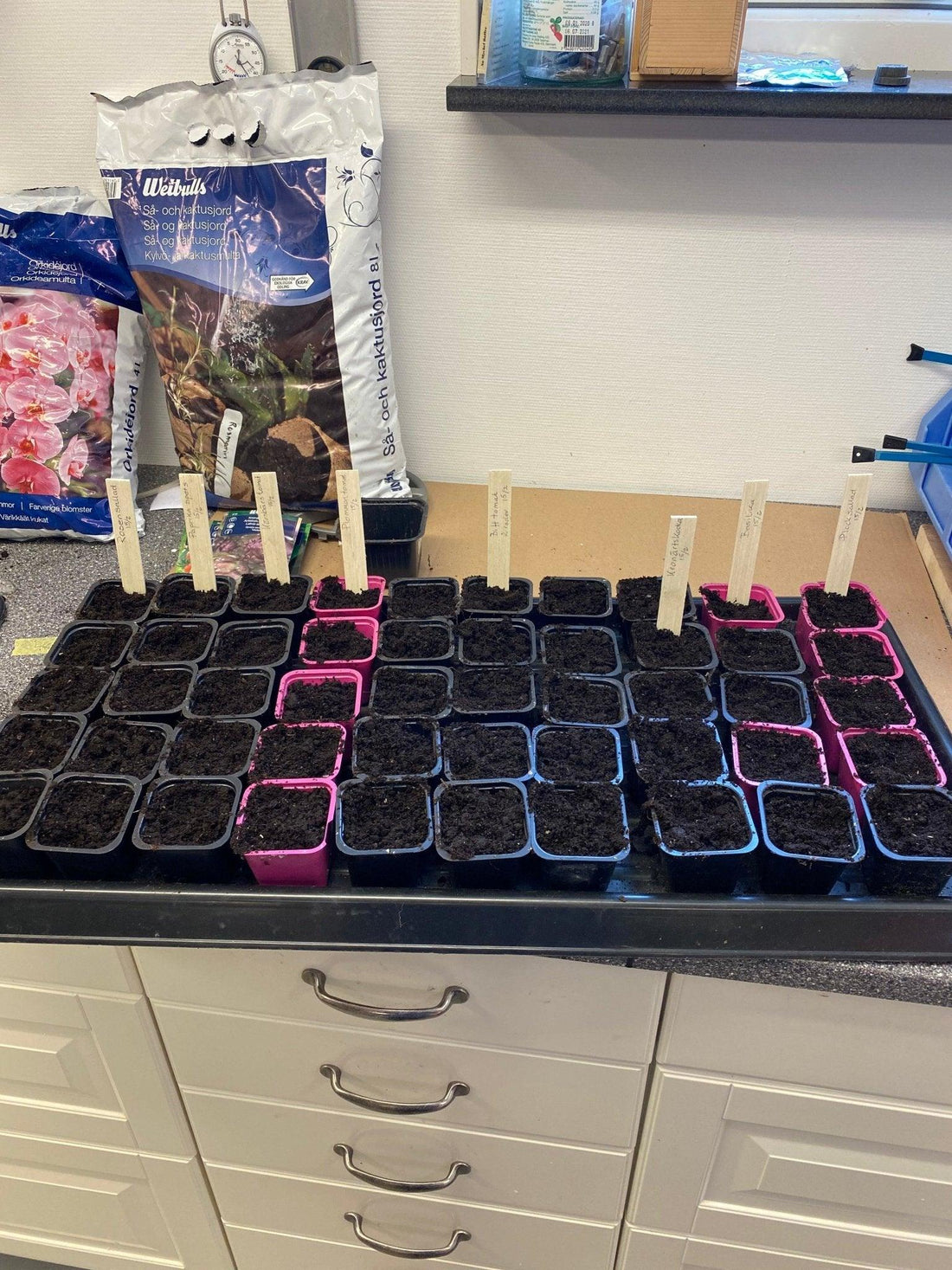 Nu börjar jag så, Hurra..... - Svedberga Plantskola AB