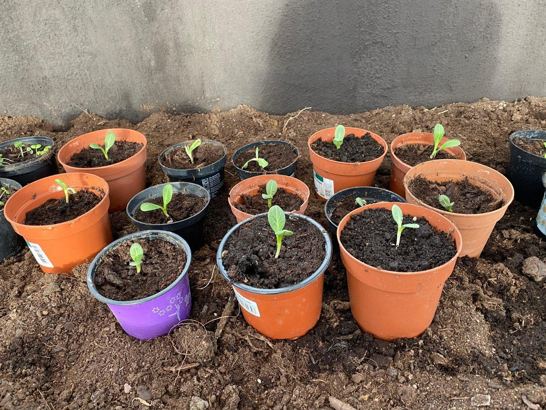 Omplantering av kronärtskocka - Svedberga Plantskola AB