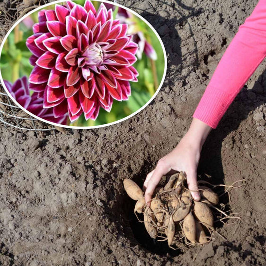 Så planterar du Dahlia - Svedberga Plantskola AB