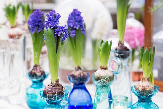 Som från ingenstans... - Svedberga Plantskola AB