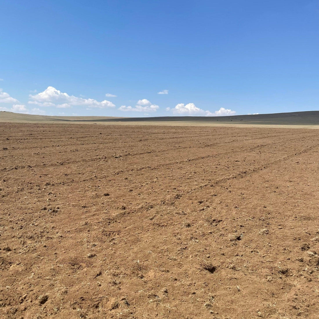 Stort behov av växter.... - Svedberga Plantskola AB