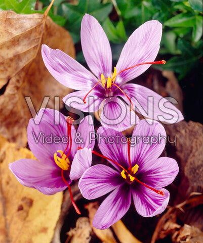 Saffran - Crocus Sativus