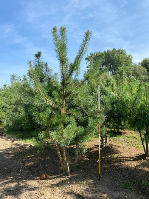Tall (Pinus)