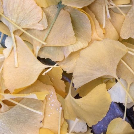 Ginkgo (Ginkgo)