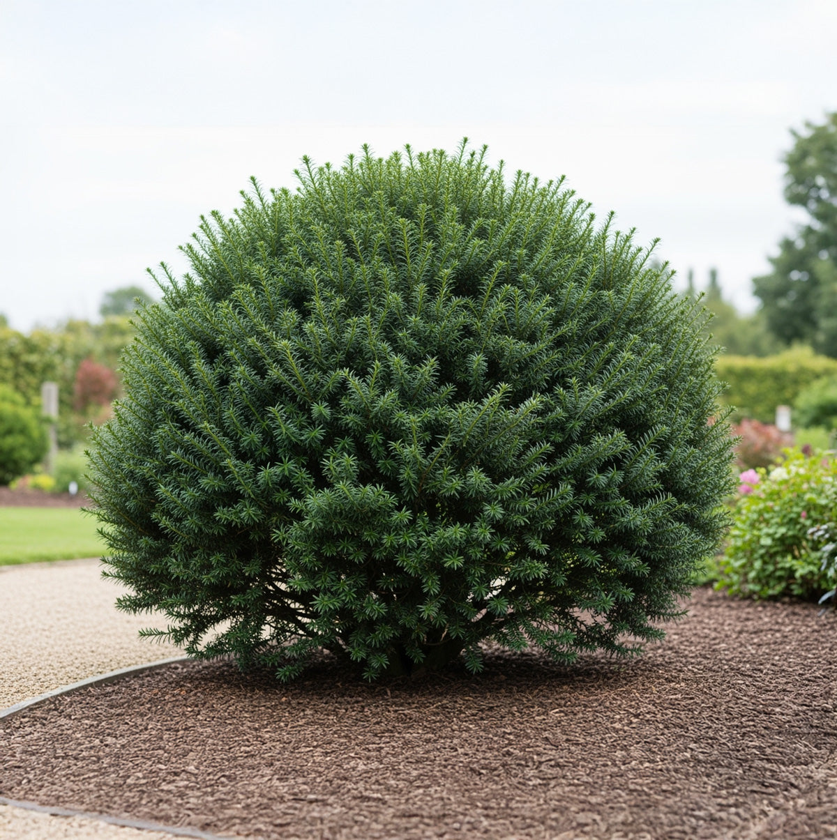 Idegran (Taxus)