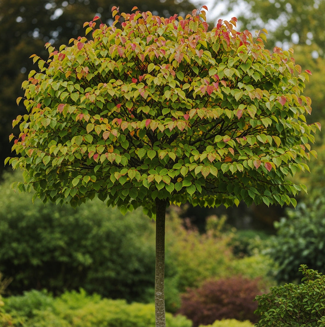 Katsura (Cercidiphyllum)