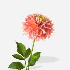 Collection image for: Dahlia