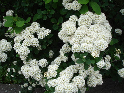 Spirea (Spiraea)