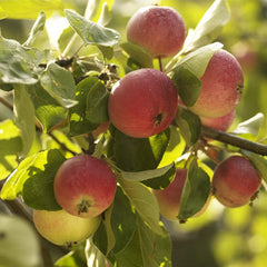 Collection image for: Äppelträd