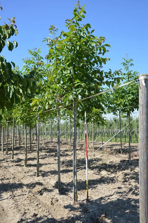 Valnöt (Juglans regia)