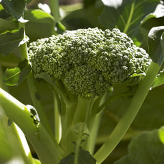 Collection image for: Broccoli