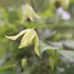 Collection image for: Gullclematis