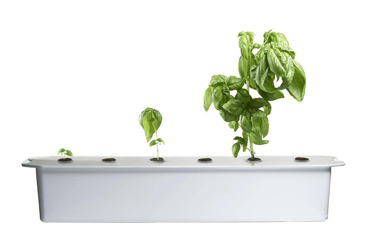 Hydroponisk odling - Odla i vatten