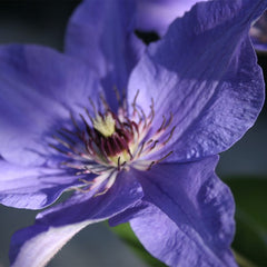 Collection image for: Clematis (Tidig storblommig)