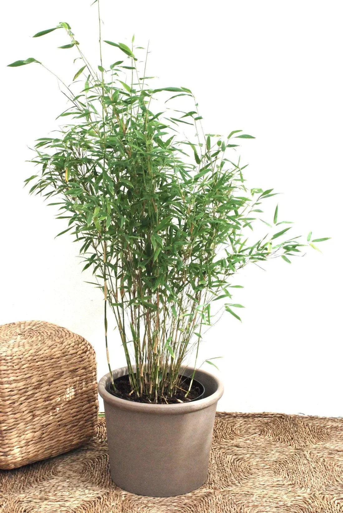 Bambu (Fargesia)