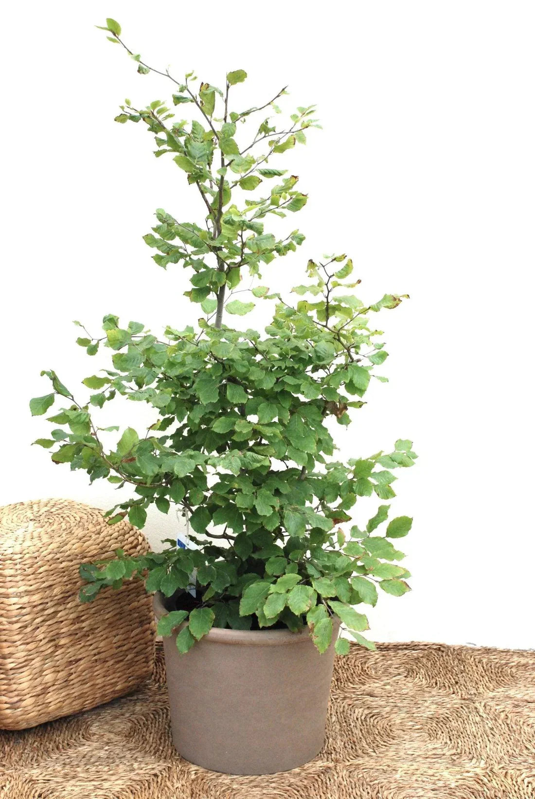 Bok (Fagus sylvatica)