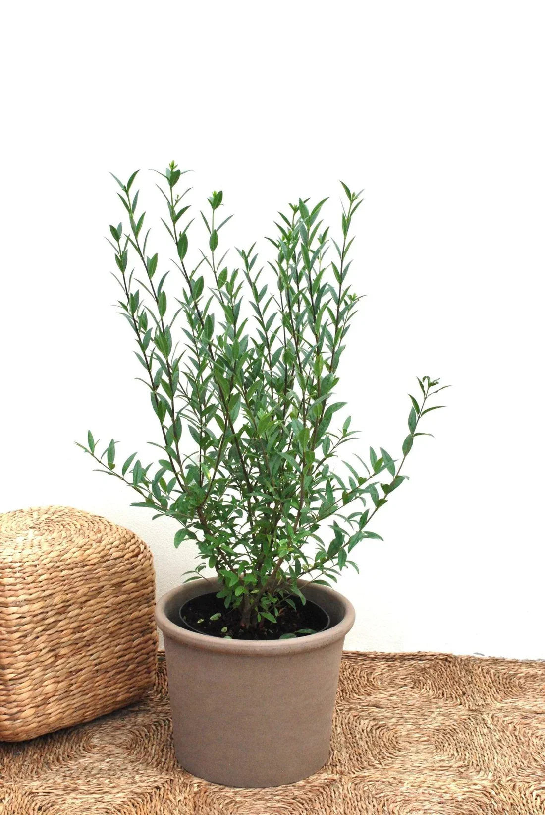 Liguster (Ligustrum)