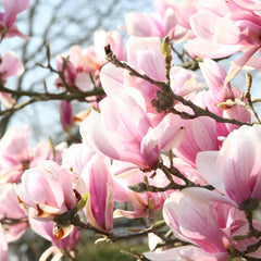 Magnolia - Svedberga Plantskola AB