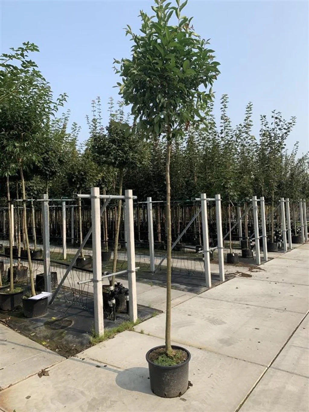 Stamliguster (Ligustrum)