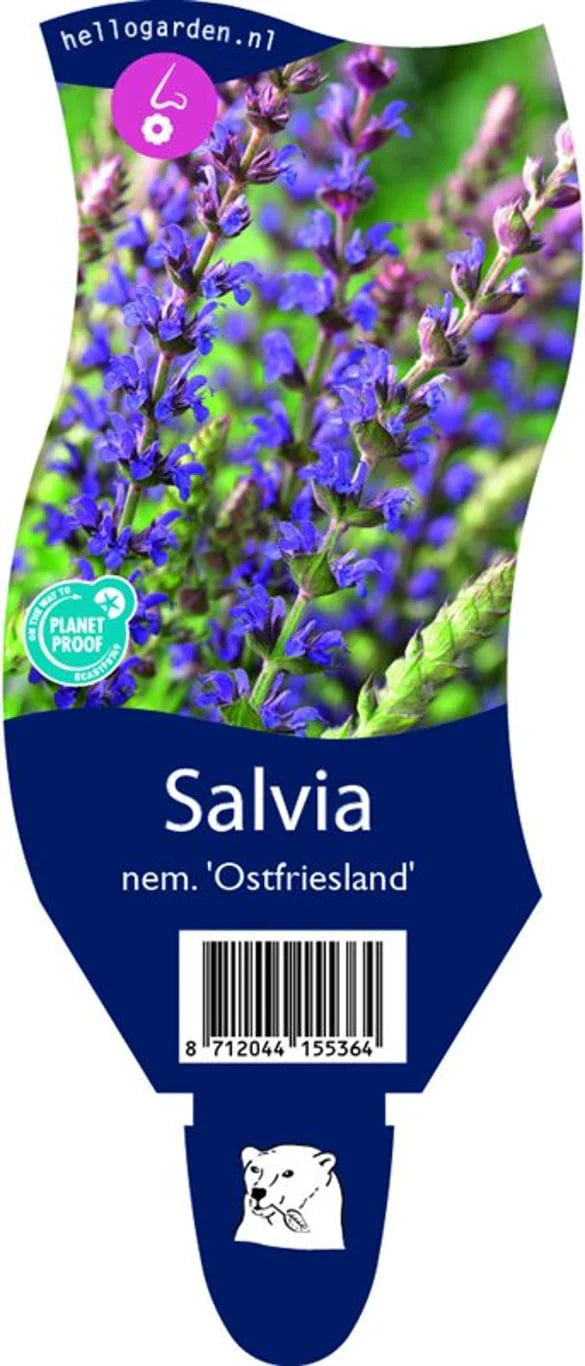 Stäppsalvia (Salvia)