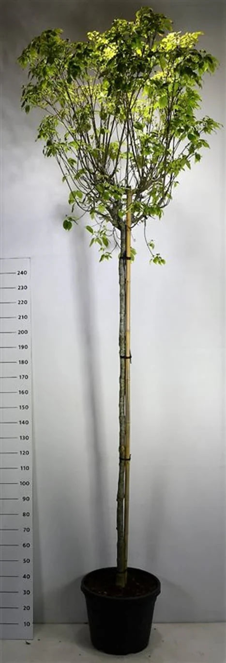 Stamkornell (Cornus)