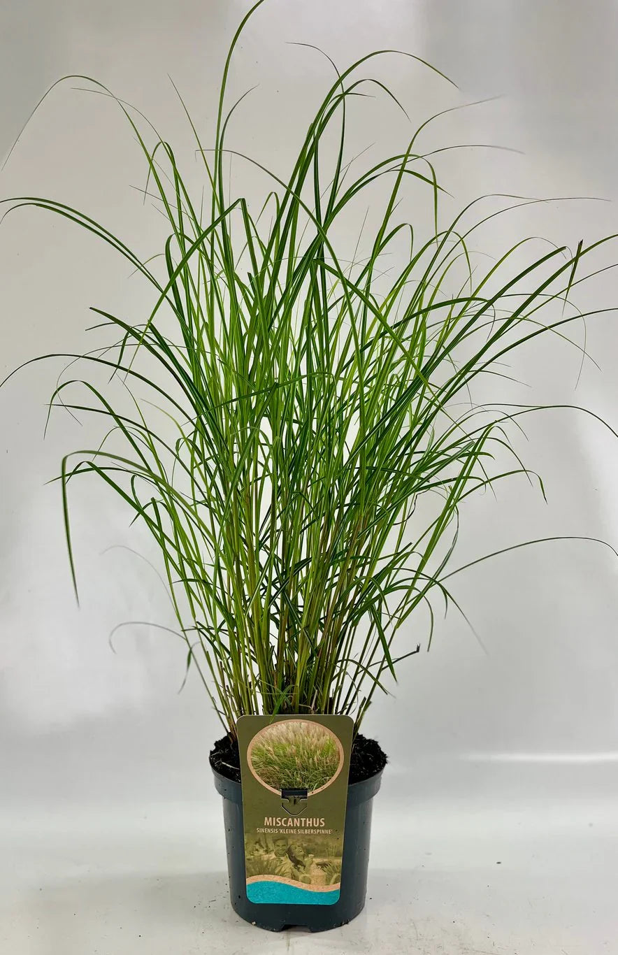 Glansmiskantus (Miscanthus)
