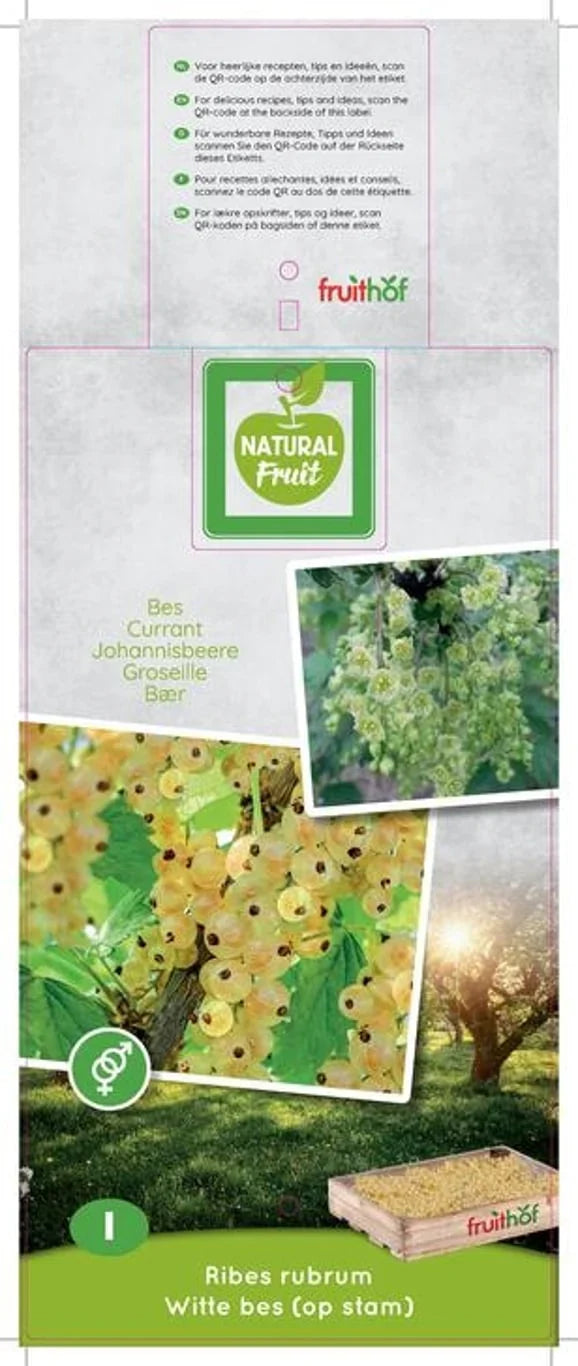 Vinbär (Ribes rubrum)