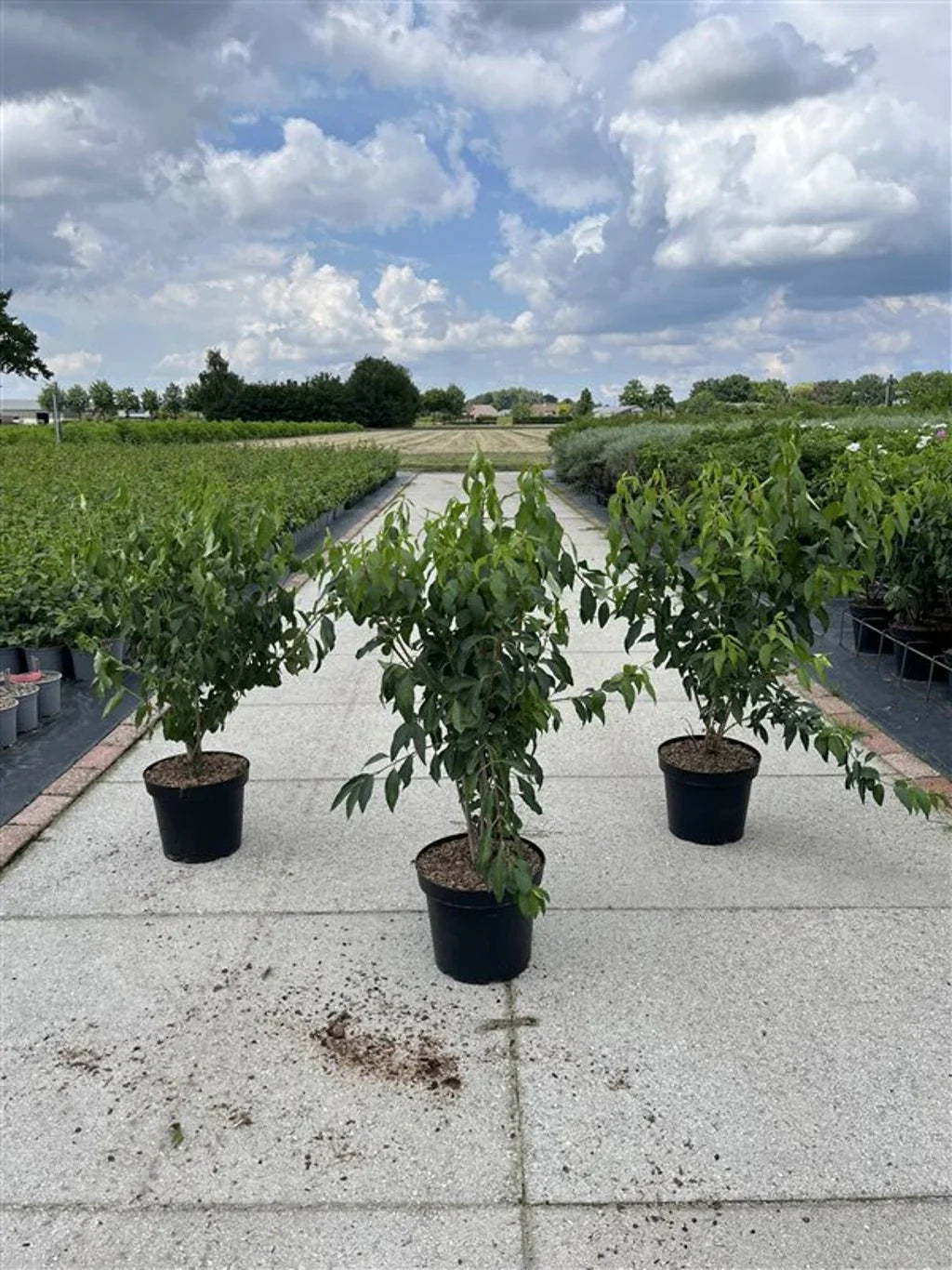 Forsythia (Forsythia)