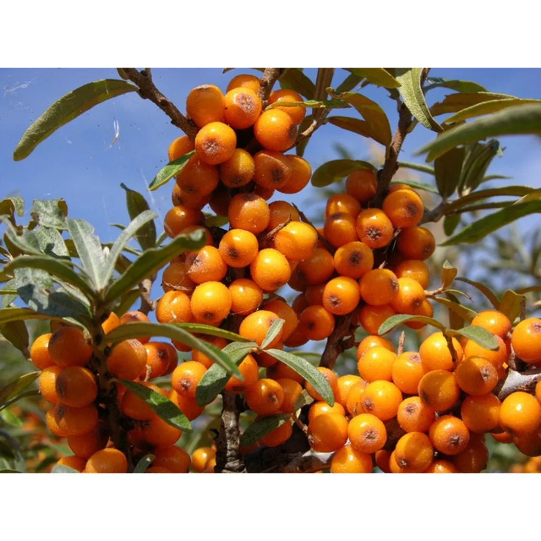 Havtorn (Hippophae rhamnoides)