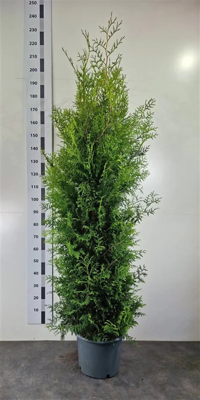 Thuja Brabant (Thuja occidentalis 'Brabant')