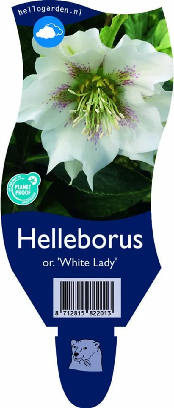 Julros (Helleborus)