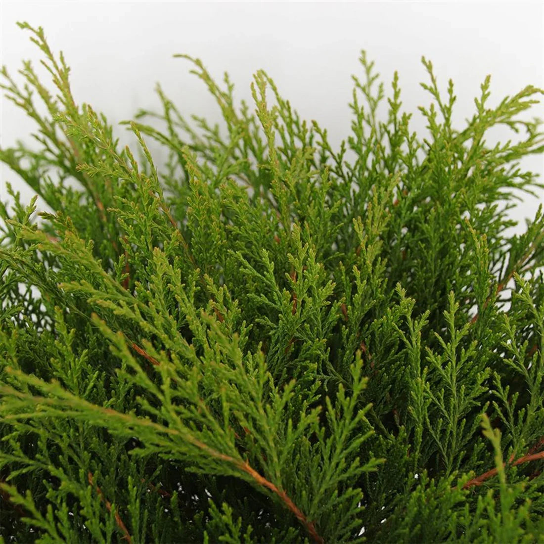 Mikrobiota (Microbiota decussata)