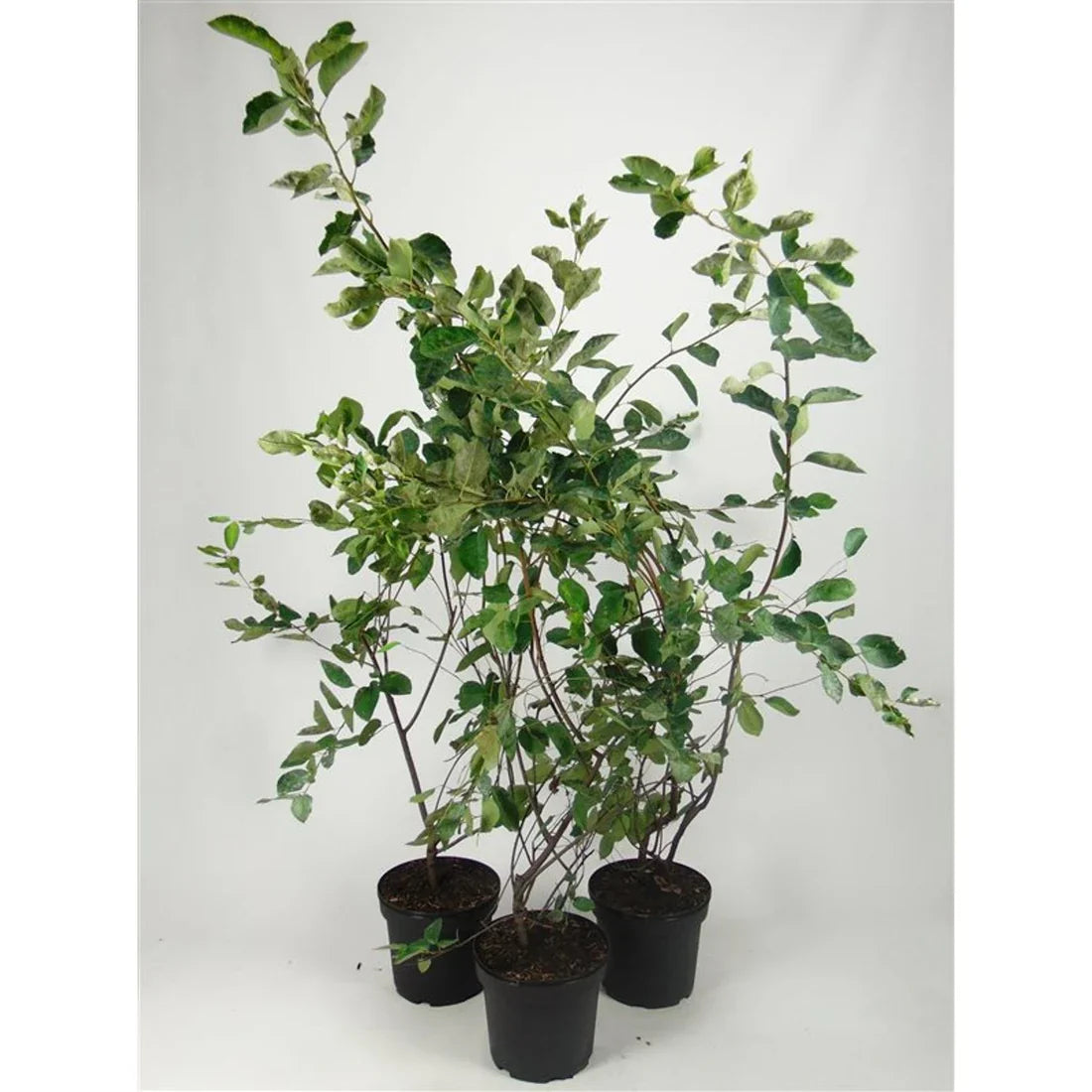 Prakthäggmispel (Amelanchier lamarckii)