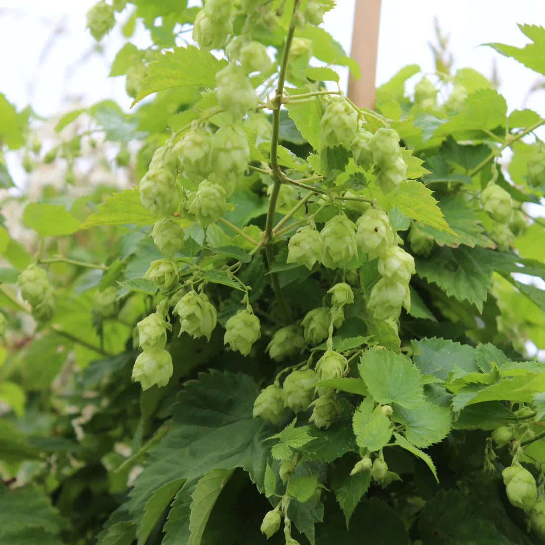 Humle (Humulus)