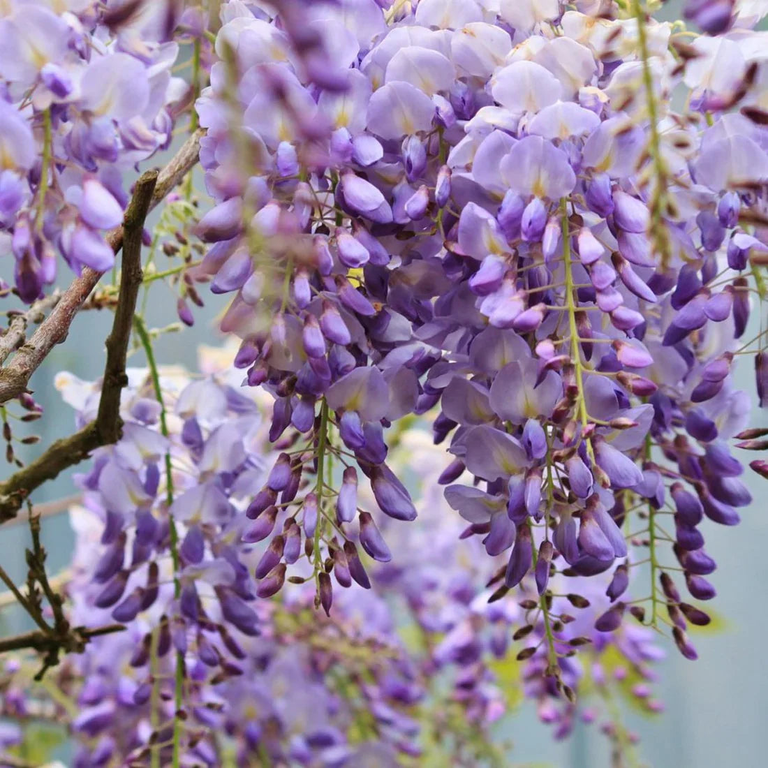 Blåregn (Wisteria)