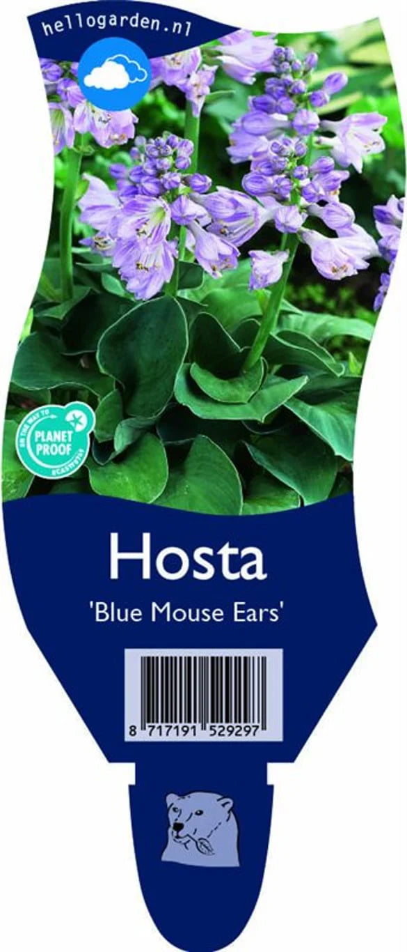 Funkia (Hosta)